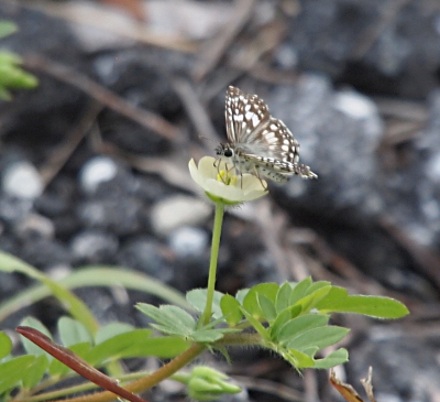 [The butterfly is perched on a small white flower with yellow stamen. The butterfly's wings are open and show a significant light and dark color contrast. It has a dark brown base with lots of yellow-white spots.]